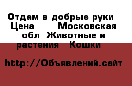 Отдам в добрые руки › Цена ­ 1 - Московская обл. Животные и растения » Кошки   
